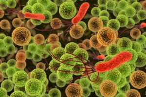 Bacteria 1_kl.jpg