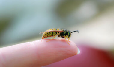 Symbolbild_Wespe auf Finger; ©istockphoto