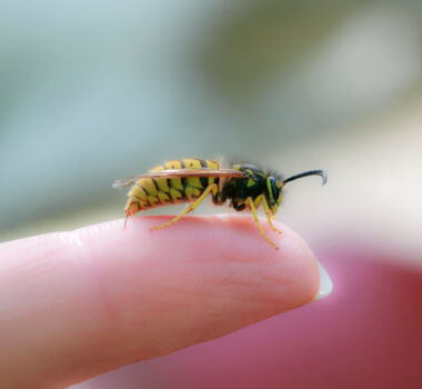 Symbolbild_Wespe auf Finger; ©istockphoto